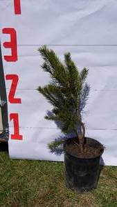 Scotch Pine Bare Root Potted Tree -Reference Photos for Size