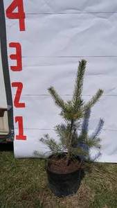 Scotch Pine Bare Root Potted Tree -Reference Photos for Size