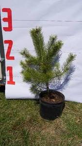 Scotch Pine Bare Root Potted Tree -Reference Photos for Size