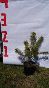 Scotch Pine Bare Root Potted Tree -Reference Photos for Size