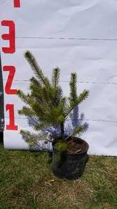 Scotch Pine Bare Root Potted Tree -Reference Photos for Size