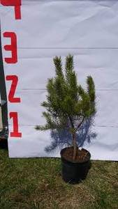 Scotch Pine Bare Root Potted Tree -Reference Photos for Size