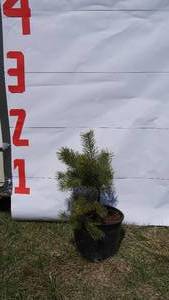Scotch Pine Bare Root Potted Tree -Reference Photos for Size