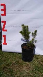 Scotch Pine Bare Root Potted Tree -Reference Photos for Size
