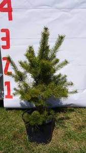 Scotch Pine Bare Root Potted Tree -Reference Photos for Size