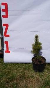 Scotch Pine Bare Root Potted Tree -Reference Photos for Size