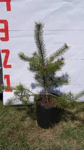 Scotch Pine Bare Root Potted Tree -Reference Photos for Size