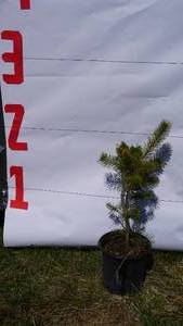 Scotch Pine Bare Root Potted Tree -Reference Photos for Size