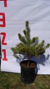 Scotch Pine Bare Root Potted Tree -Reference Photos for Size