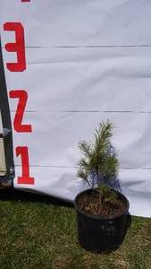 Scotch Pine Bare Root Potted Tree -Reference Photos for Size