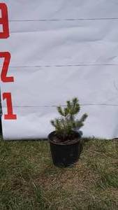 Scotch Pine Bare Root Potted Tree -Reference Photos for Size