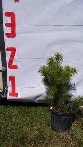 Scotch Pine Bare Root Potted Tree -Reference Photos for Size