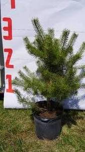Scotch Pine Bare Root Potted Tree -Reference Photos for Size