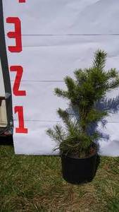 Scotch Pine Bare Root Potted Tree -Reference Photos for Size