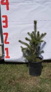 Scotch Pine Bare Root Potted Tree -Reference Photos for Size