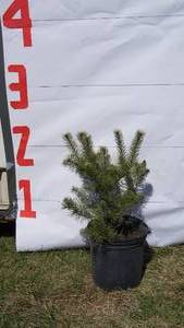Scotch Pine Bare Root Potted Tree -Reference Photos for Size