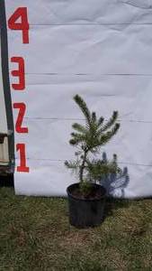 Scotch Pine Bare Root Potted Tree -Reference Photos for Size