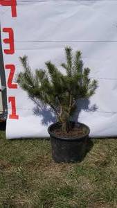 Scotch Pine Bare Root Potted Tree -Reference Photos for Size