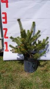 Scotch Pine Bare Root Potted Tree -Reference Photos for Size