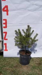 Scotch Pine Bare Root Potted Tree -Reference Photos for Size