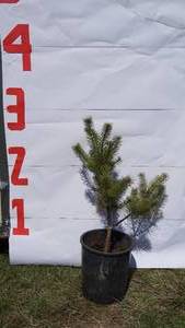 Scotch Pine Bare Root Potted Tree -Reference Photos for Size