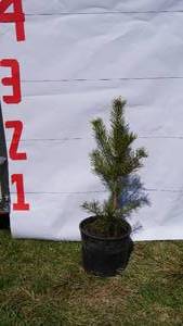 Scotch Pine Bare Root Potted Tree -Reference Photos for Size