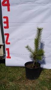 Scotch Pine Bare Root Potted Tree -Reference Photos for Size