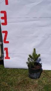 Scotch Pine Bare Root Potted Tree -Reference Photos for Size