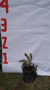 Scotch Pine Bare Root Potted Tree -Reference Photos for Size