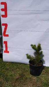 Scotch Pine Bare Root Potted Tree -Reference Photos for Size