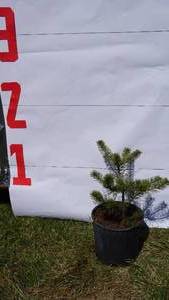 Scotch Pine Bare Root Potted Tree -Reference Photos for Size