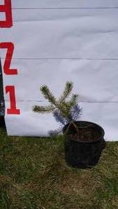 Scotch Pine Bare Root Potted Tree -Reference Photos for Size