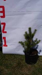 Scotch Pine Bare Root Potted Tree -Reference Photos for Size