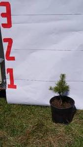Scotch Pine Bare Root Potted Tree -Reference Photos for Size