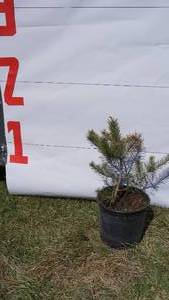 Scotch Pine Bare Root Potted Tree -Reference Photos for Size