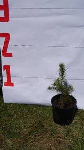 Scotch Pine Bare Root Potted Tree -Reference Photos for Size
