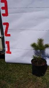 Scotch Pine Bare Root Potted Tree -Reference Photos for Size
