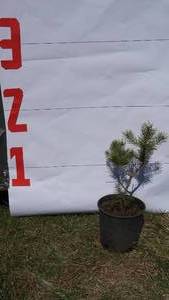 Scotch Pine Bare Root Potted Tree -Reference Photos for Size