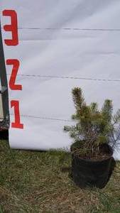 Scotch Pine Bare Root Potted Tree -Reference Photos for Size