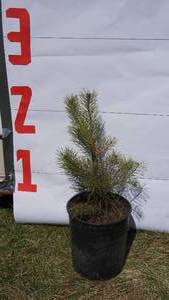 Scotch Pine Bare Root Potted Tree -Reference Photos for Size