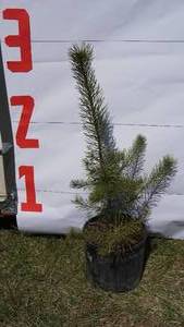 Scotch Pine Bare Root Potted Tree -Reference Photos for Size