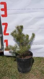 Scotch Pine Bare Root Potted Tree -Reference Photos for Size