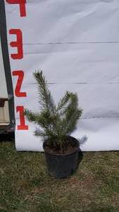 Scotch Pine Bare Root Potted Tree -Reference Photos for Size