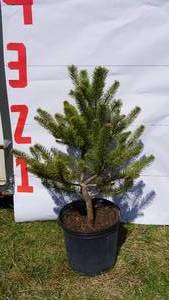 Scotch Pine Bare Root Potted Tree -Reference Photos for Size