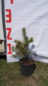Scotch Pine Bare Root Potted Tree -Reference Photos for Size