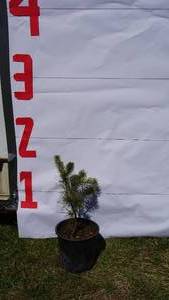 Scotch Pine Bare Root Potted Tree -Reference Photos for Size