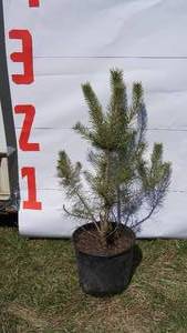 Scotch Pine Bare Root Potted Tree -Reference Photos for Size