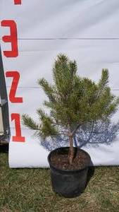 Scotch Pine Bare Root Potted Tree -Reference Photos for Size