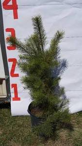 Scotch Pine Bare Root Potted Tree -Reference Photos for Size