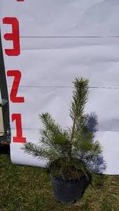 Scotch Pine Bare Root Potted Tree -Reference Photos for Size